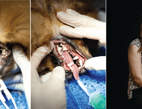 STOMATOLOŠKA DELAVNICA za veterinarje male prakse