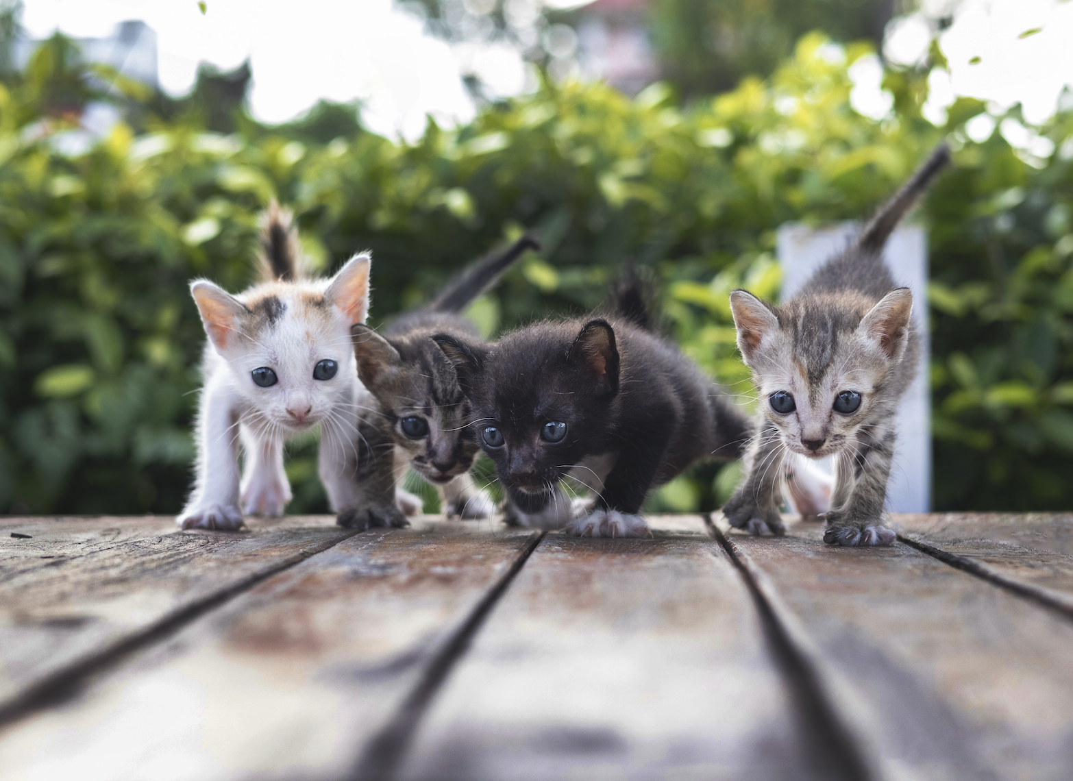 Sterilizacija in kastracija mačk – zakaj je tako pomembna?