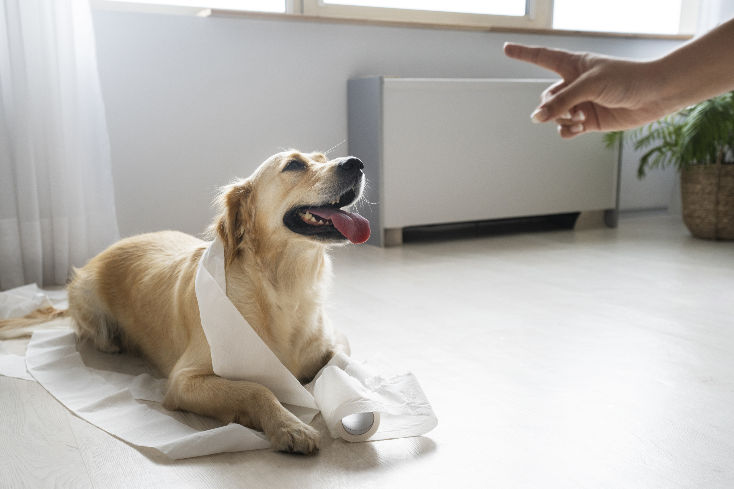 Srbečica pri psu in mački: vzroki, simptomi in kdaj obiskati veterinarja