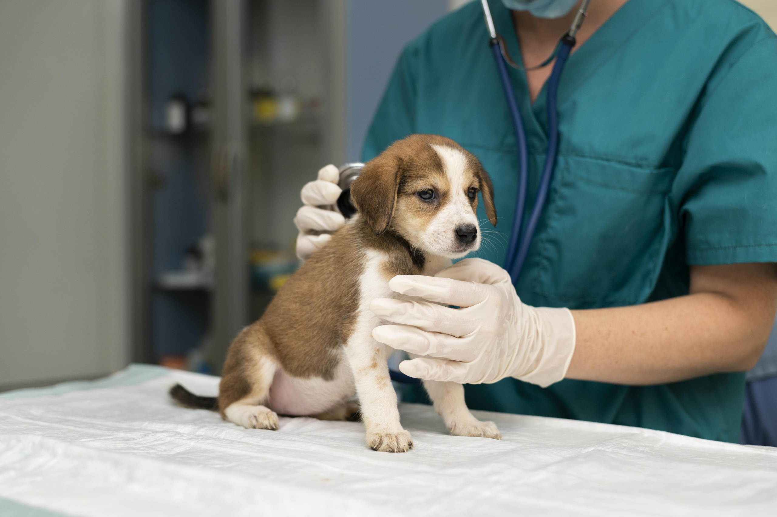 mladič pri veterinarju