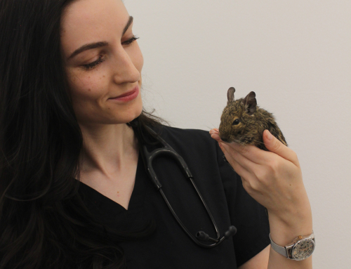 Hospitalizacija eksotičnih živali – izobraževanje za veterinarske tehnike v Ljubljani