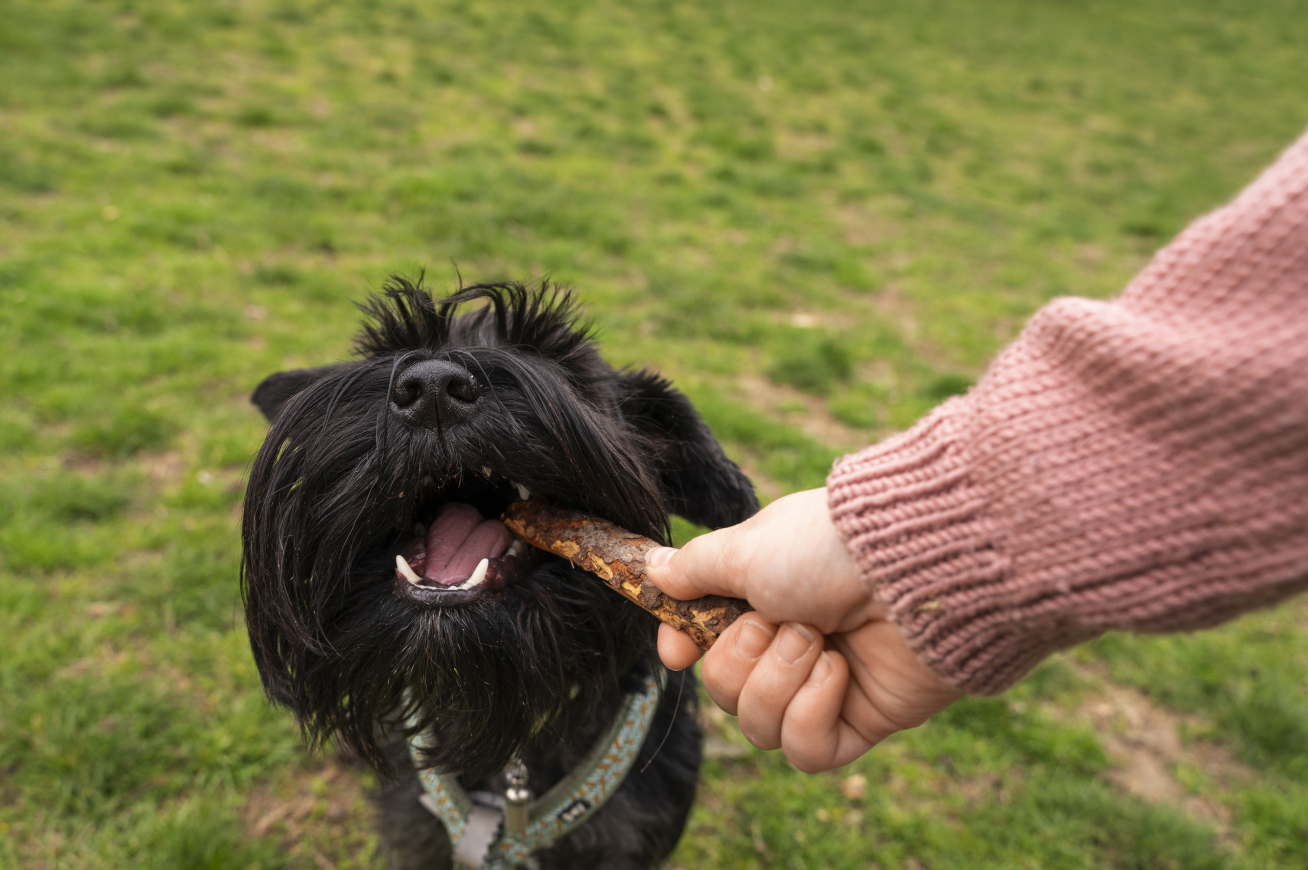 adorable-dog-park-nature-with-owner