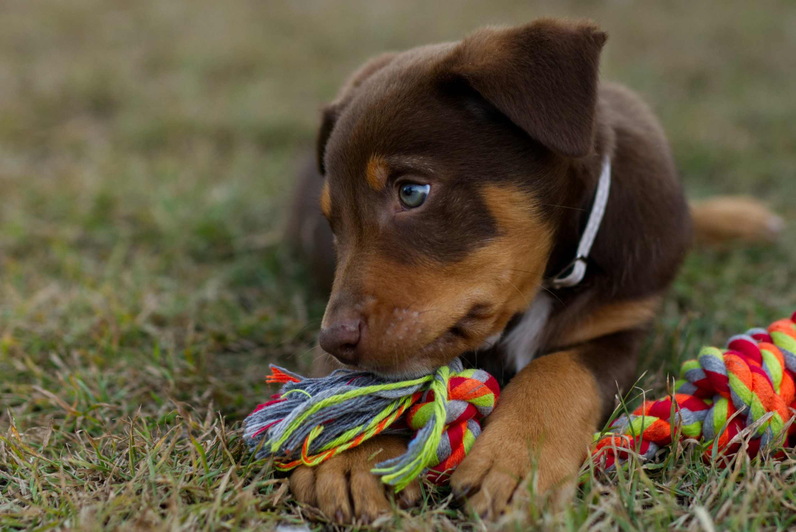 kelpie-dog-cute-puppy MAJHEN PES ŽVEČENJE